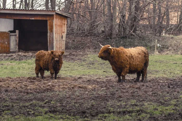 Framed Print : Highland cattle on a muddy field at a farm