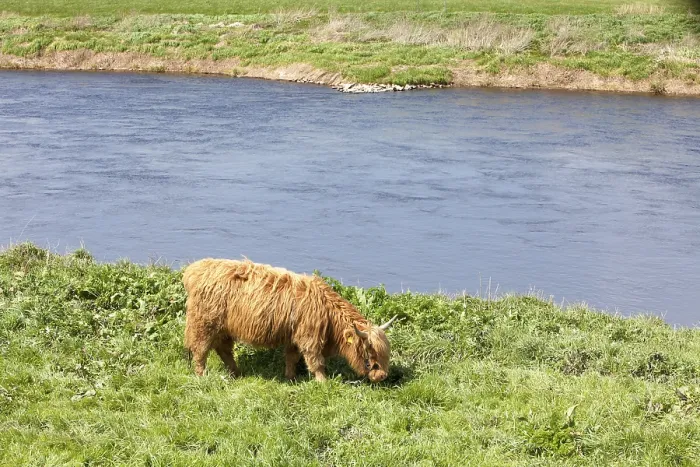 Framed Print : Highland cattle, river Weser, Weser Uplands Framed Print : Highland cattle, river Weser, Weser Uplands