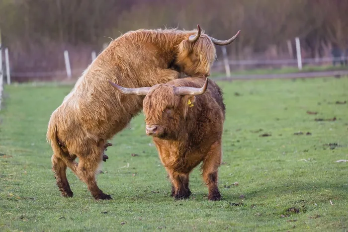 Framed Print : A Highland Cow (Bos (primigenius) in heat mounts a bull
