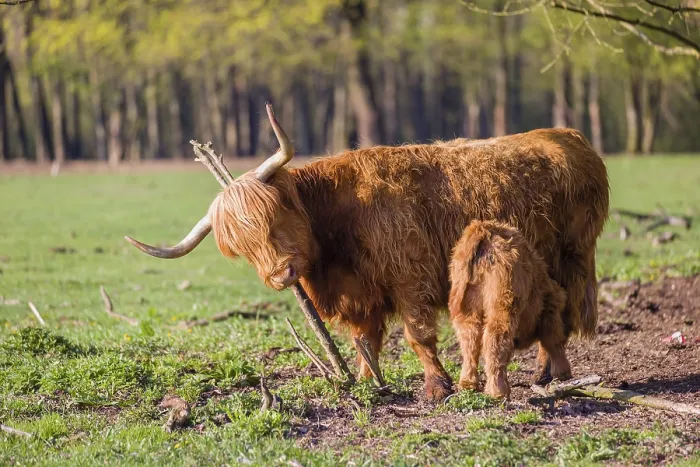 Framed Print : One Highland cow (Bos primigenius) taurus) and her calf stand on a meadow