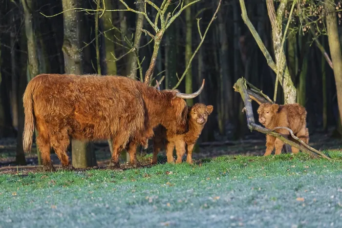 Framed Print : One Highland cow (Bos (primigenius) taurus) and two calves stand at a forest edge