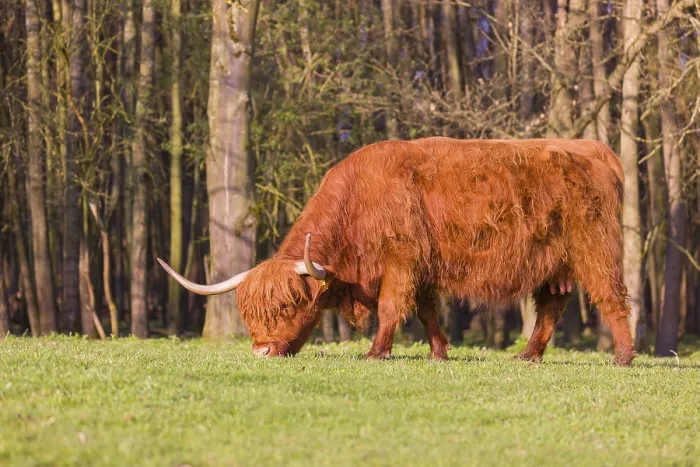 Framed Print : One Highland cow (Bos primigenius) taurus) grazes on a pasture at a forest edge