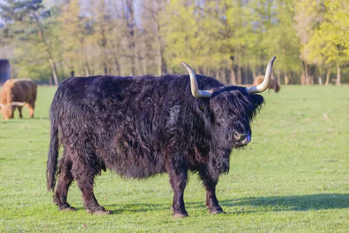 Framed Print : One Highland cow (Bos primigenius) taurus) grazes on a pasture at a forest edge Framed Print : One Highland cow (Bos primigenius) taurus) grazes on a pasture at a forest edge