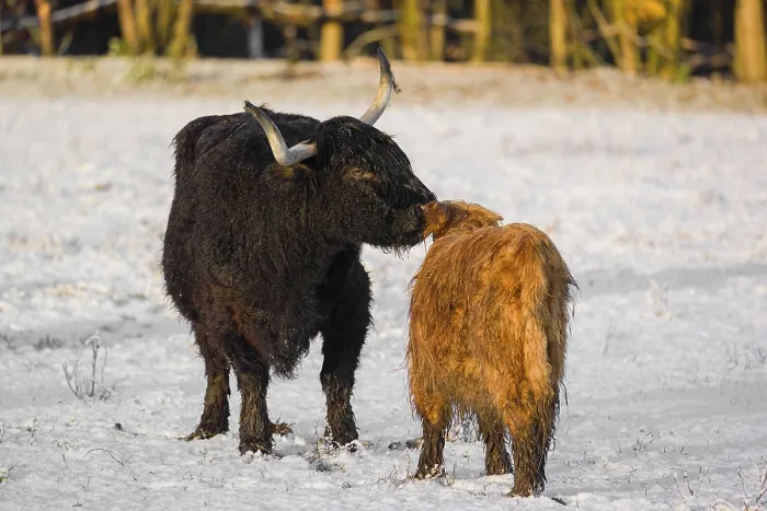 Framed Print : A highland cow (Bos primigenius taurus) grooms her calf on a snow-covered pasture at the edge of the forest Framed Print : A highland cow (Bos primigenius taurus) grooms her calf on a snow-covered pasture at the edge of the forest