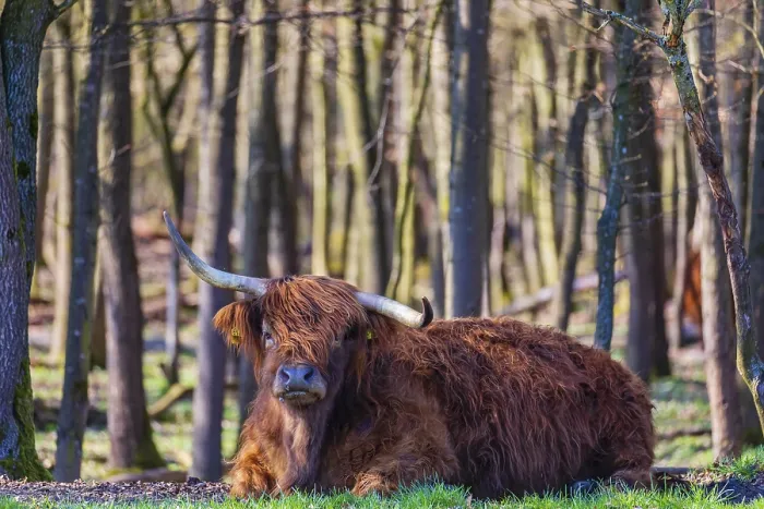 Framed Print : One Highland cow (Bos (primigenius) taurus) rests at a forest edge Framed Print : One Highland cow (Bos (primigenius) taurus) rests at a forest edge
