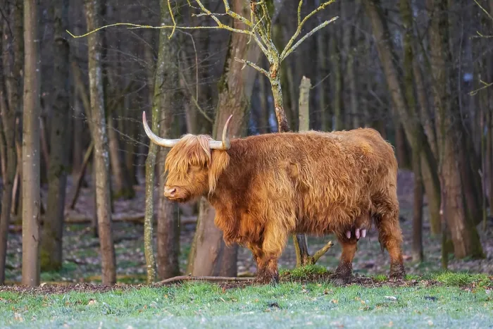 Framed Print : One Highland cow (Bos (primigenius) taurus) stands at a forest edge
