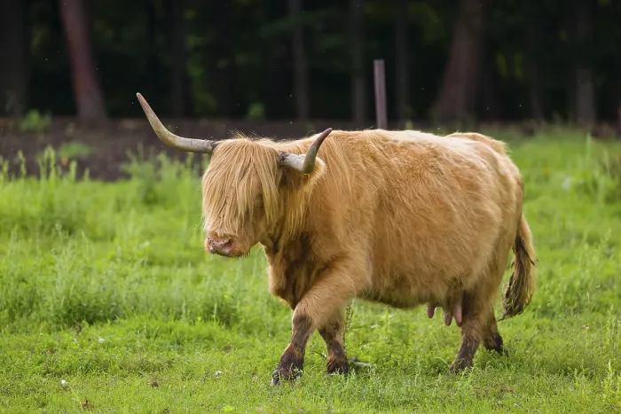 Framed Print : One Highland cow (Bos primigenius) taurus) stands on a pasture Framed Print : One Highland cow (Bos primigenius) taurus) stands on a pasture