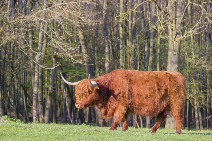 Framed Print : One Highland cow (Bos primigenius) taurus) stands on a pasture at a forest edge