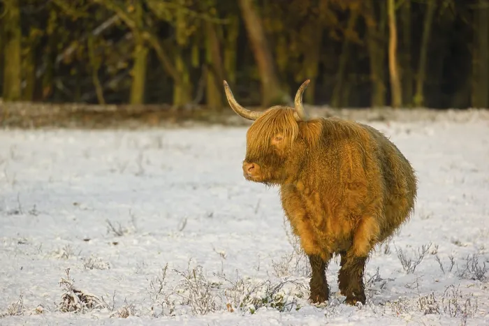 Framed Print : A highland cow (Bos primigenius taurus) stands in a snow-covered pasture