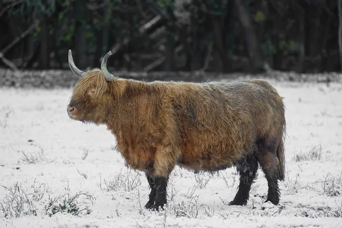 Framed Print : A highland cow (Bos primigenius taurus) stands in a snow-covered pasture