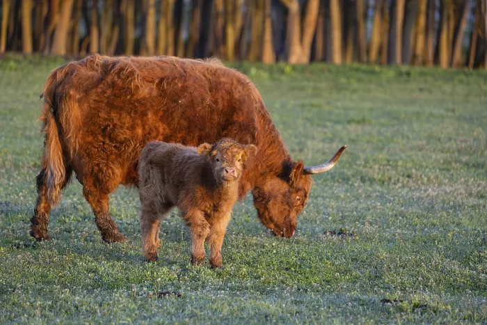 Framed Print : A highland cow (Bos primigenius taurus) suckles her calf Framed Print : A highland cow (Bos primigenius taurus) suckles her calf
