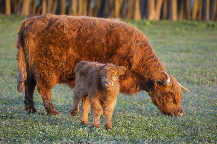 Framed Print : A highland cow (Bos primigenius taurus) suckles her calf Framed Print : A highland cow (Bos primigenius taurus) suckles her calf