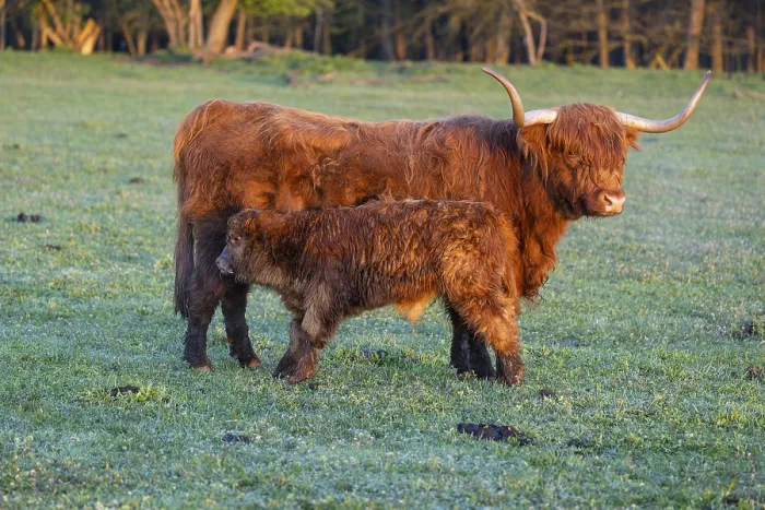 Framed Print : A highland cow (Bos primigenius taurus) suckles her calf