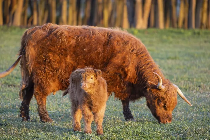 Framed Print : A highland cow (Bos primigenius taurus) suckles her calf Framed Print : A highland cow (Bos primigenius taurus) suckles her calf