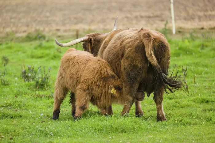 Framed Print : One Highland cow (Bos primigenius taurus) suckling her calf