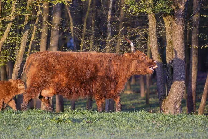 Framed Print : A Highland cow (Bos primigenius taurus) walks along a forest edge