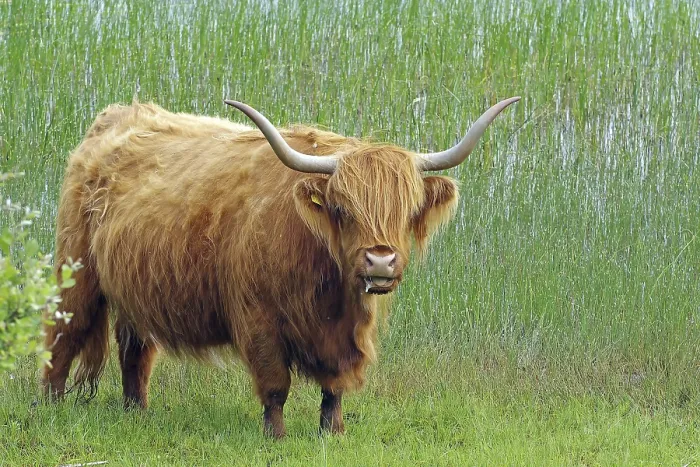 Framed Print : Highland cow with long horns standing on a green pasture in front of tall grass Framed Print : Highland cow with long horns standing on a green pasture in front of tall grass