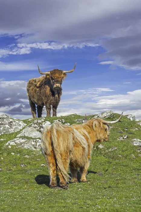 Framed Print : Two Highland cows (Bos taurus) in meadow in the Scottish Highlands
