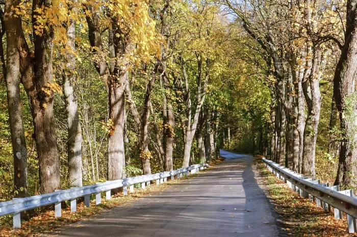 Framed Print : Highway in the autumn forest, yellowed trees on the edges of the highway Framed Print : Highway in the autumn forest, yellowed trees on the edges of the highway