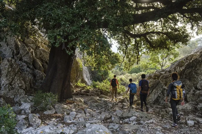 Framed Print : Hiker family under a holm oak, Quercus ilex