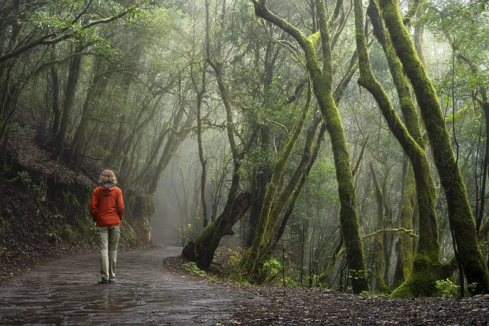 Framed Print : A hiker on a hiking trail in the cloud forest