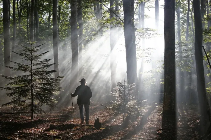 Framed Print : Hiker, rays penetrating the morning mist in Boisgrand Forest