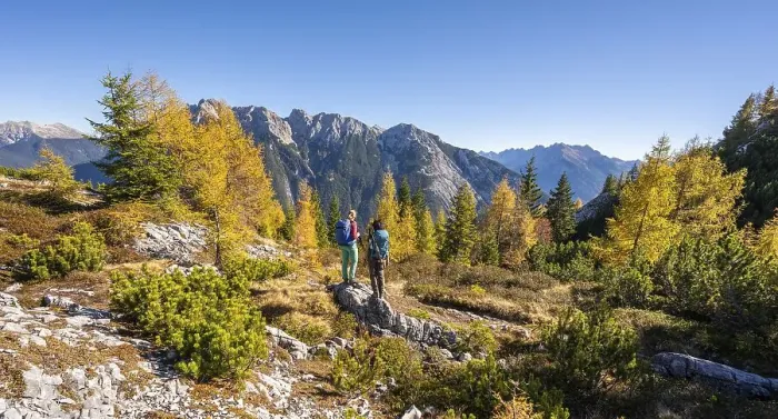 Framed Print : Two hikers in the landscape, larch forest in autumn