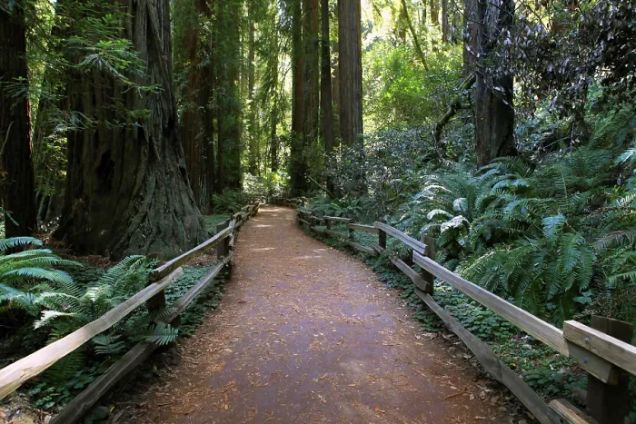 Framed Print : Hiking path through the redwood forest in Muir Woods National Monument