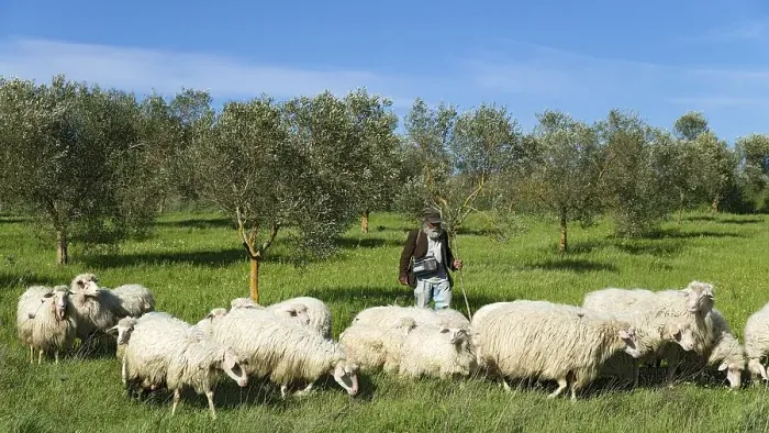 Framed Print : Hiking shepherd with his sheep Framed Print : Hiking shepherd with his sheep