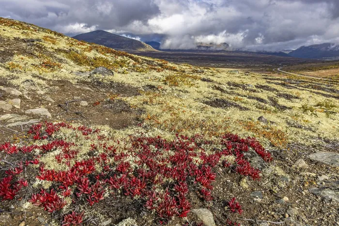 Framed Print : Hiking to Snohetta Viewpoint, Dovrefjell NP Framed Print : Hiking to Snohetta Viewpoint, Dovrefjell NP