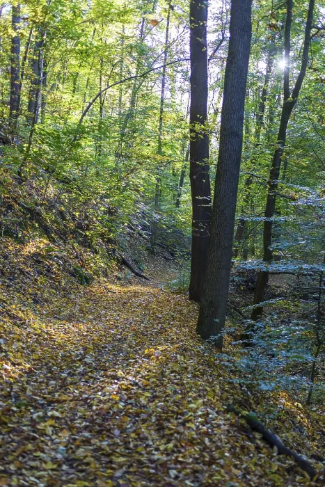 Framed Print : Hiking trail through an autumn forest