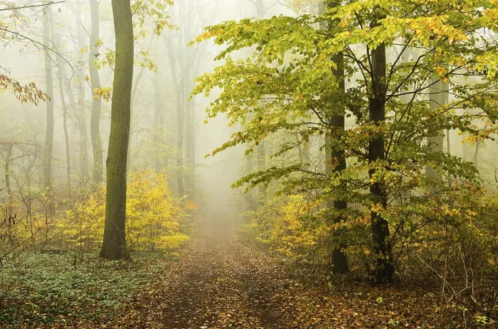Framed Print : Hiking trail through beech forest in autumn