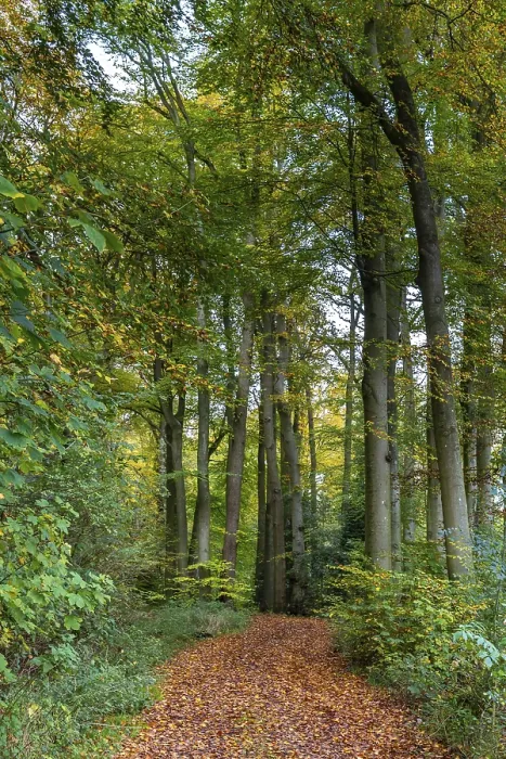 Framed Print : Hiking trail between between beech trees in autumn colors in a Dutch forest Framed Print : Hiking trail between between beech trees in autumn colors in a Dutch forest