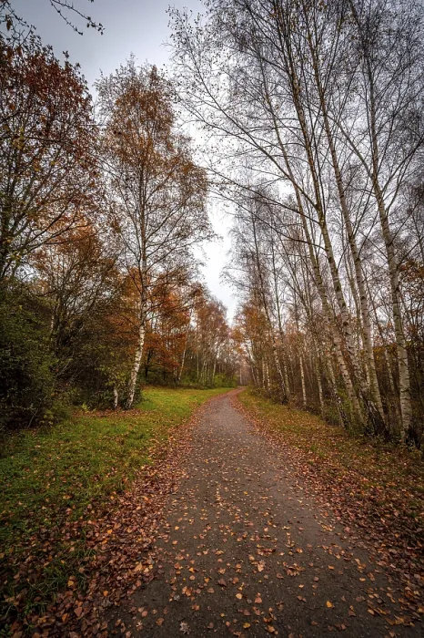 Framed Print : Hiking trail in birch forest with brown leaves on the path under overcast sky in autumn Framed Print : Hiking trail in birch forest with brown leaves on the path under overcast sky in autumn