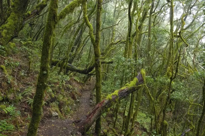 Framed Print : Hiking trail in the cloud forest Framed Print : Hiking trail in the cloud forest
