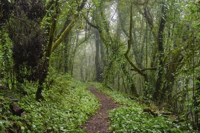 Framed Print : Hiking trail in the cloud forest
