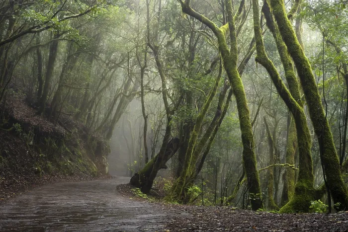Framed Print : Hiking trail in the cloud forest Framed Print : Hiking trail in the cloud forest