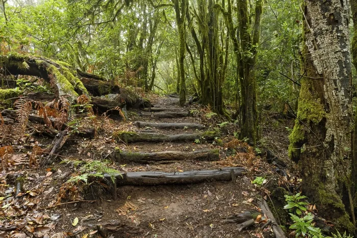 Framed Print : Hiking trail in the cloud forest