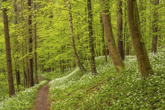 Framed Print : Hiking trail through Common beeches forest (Fagus sylvatica)