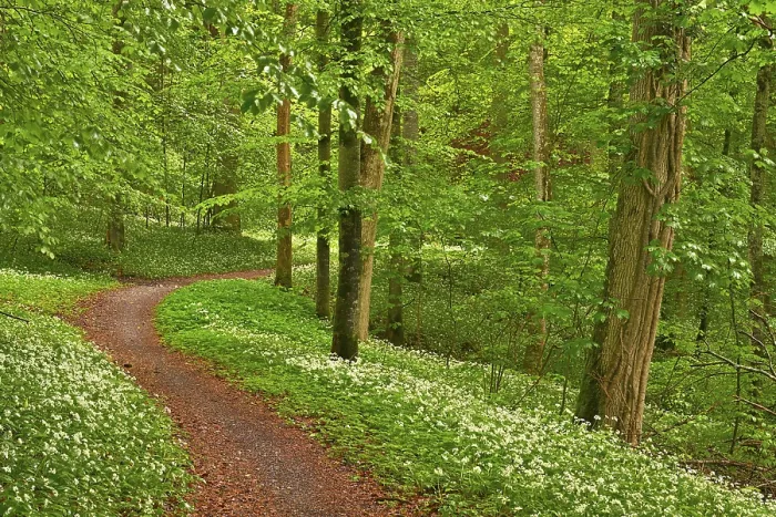 Framed Print : Hiking trail through Common beeches forest (Fagus sylvatica)