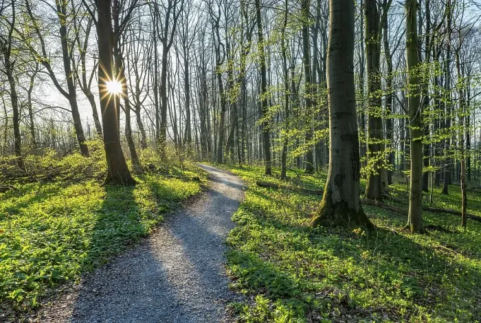 Framed Print : Hiking trail through Common beeches forest (Fagus sylvatica) in spring