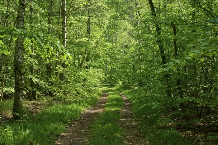 Framed Print : Hiking trail, deciduous forest