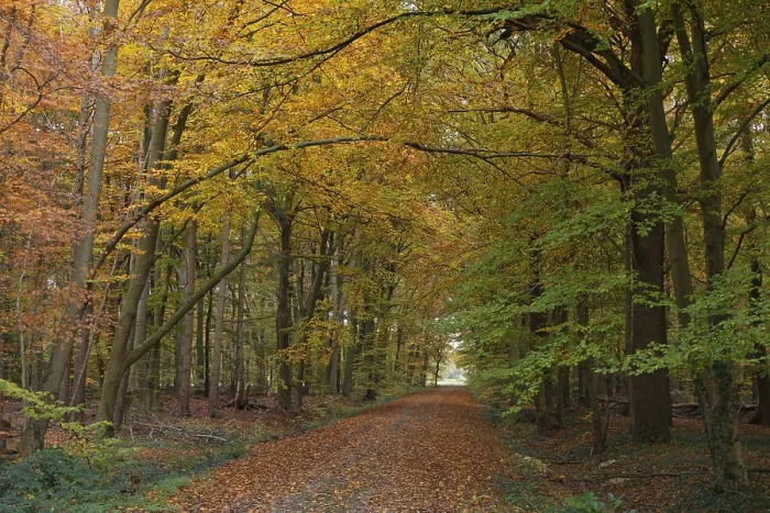 Framed Print : Hiking trail through a deciduous forest with copper beeches (Fagus silvatica) in autumn