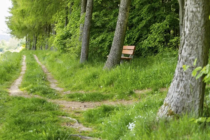 Framed Print : Hiking trail at the edge of a forest with bench for resting Framed Print : Hiking trail at the edge of a forest with bench for resting