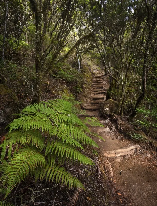 Framed Print : Hiking trail in the forest with fern Framed Print : Hiking trail in the forest with fern