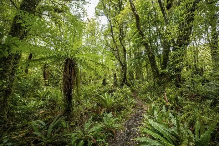 Framed Print : Hiking trail through forest with Tree fern (Cyatheales) Framed Print : Hiking trail through forest with Tree fern (Cyatheales)
