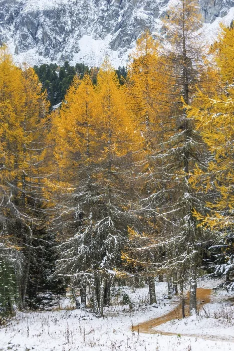 Framed Print : Hiking trail in the larch forest (Larix) in autumn