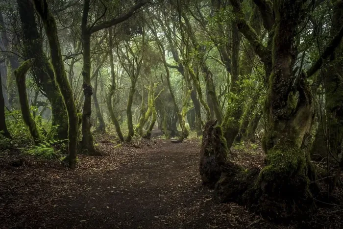 Framed Print : Hiking trail through laurel forest