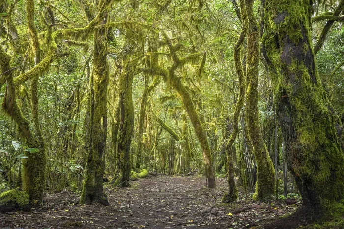 Framed Print : Hiking trail in the laurel forest