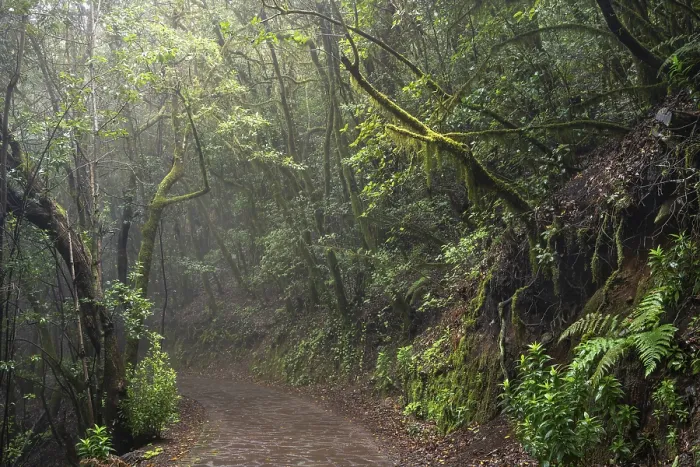 Framed Print : Hiking trail in the laurel forest